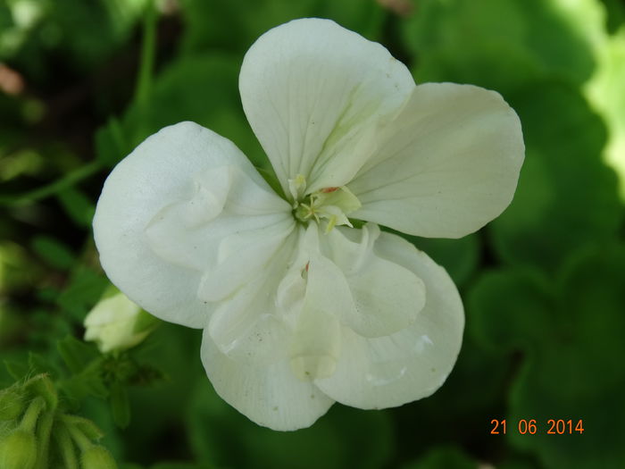 DSC05266 - Plante in ghiveci 2014