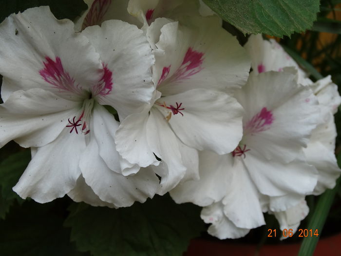 DSC05268 - Plante in ghiveci 2014