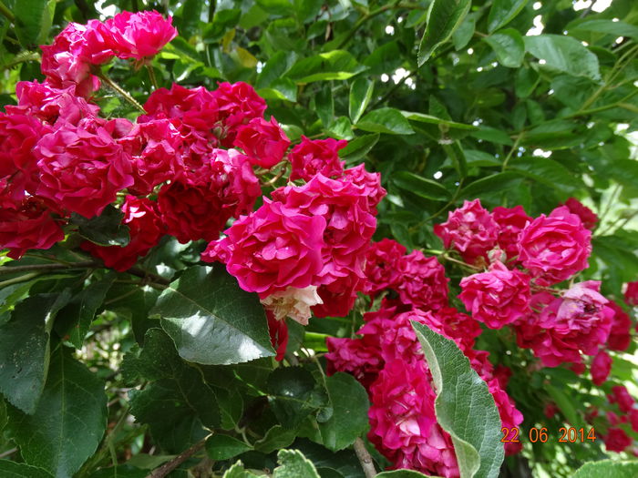 DSC05349