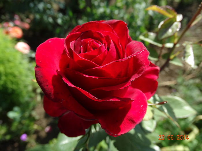 DSC05321