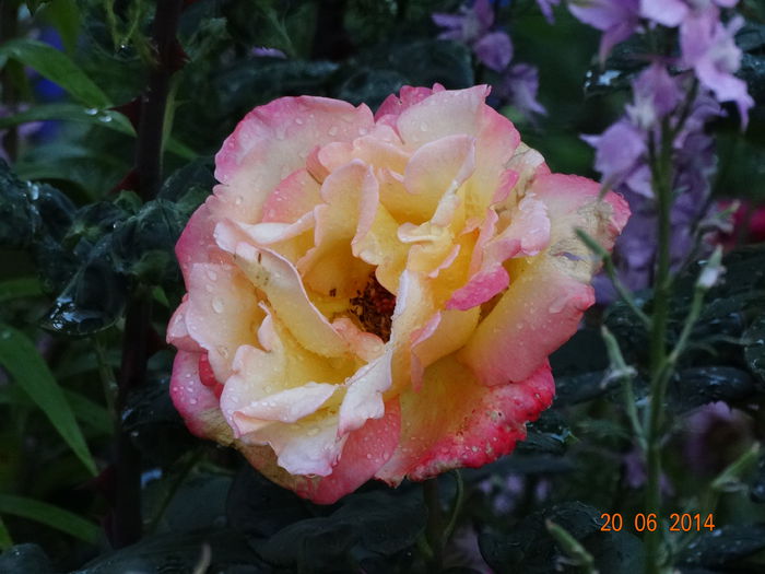 DSC05193