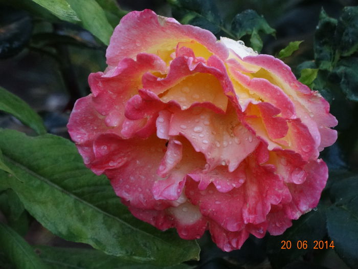 DSC05195