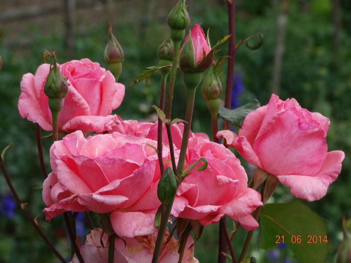 DSC05230