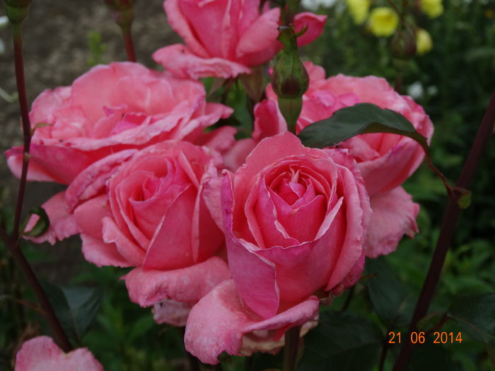 DSC05248