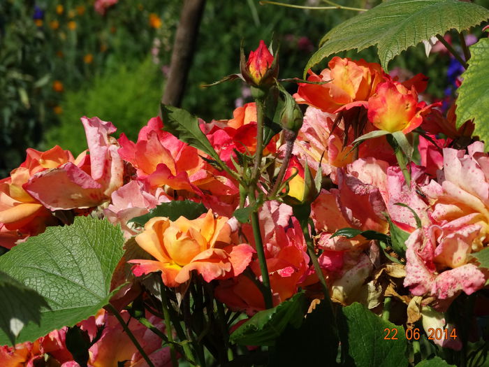 DSC05317