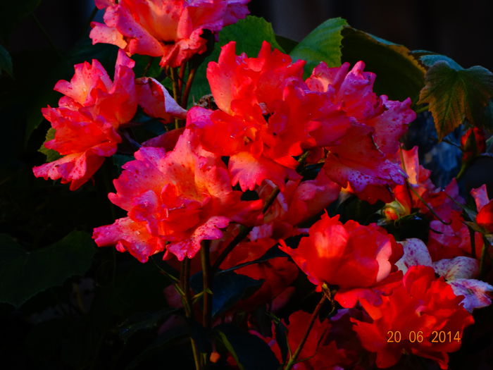 DSC05212