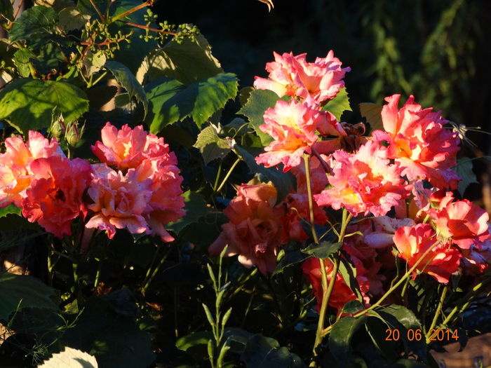 DSC05199