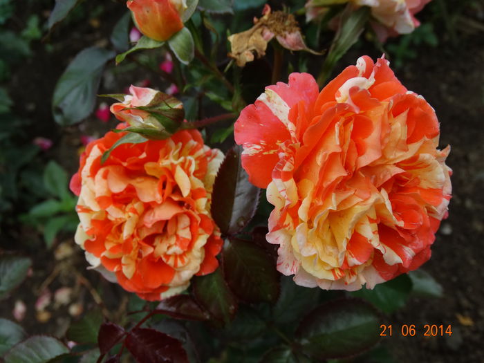 DSC05236