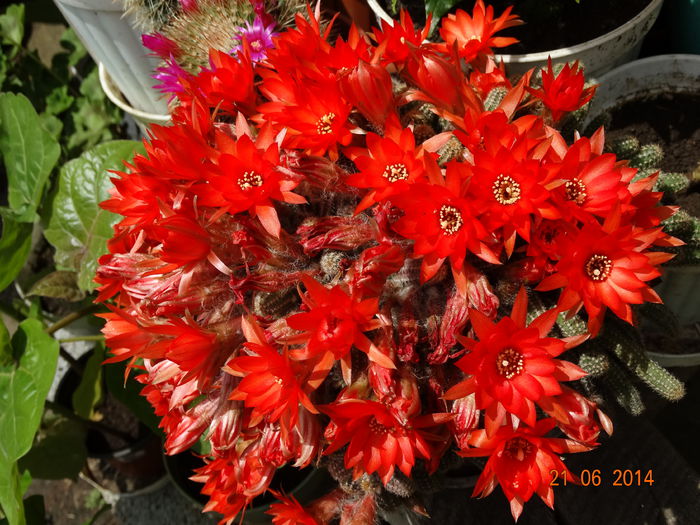 DSC05310