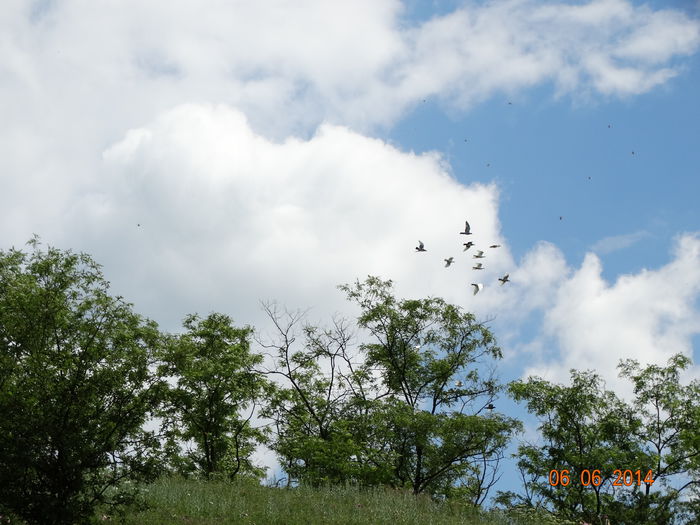 DSC04362 - Porumbei 2014