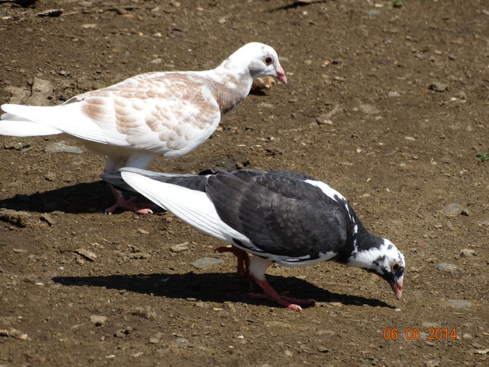 DSC04298 - Porumbei 2014