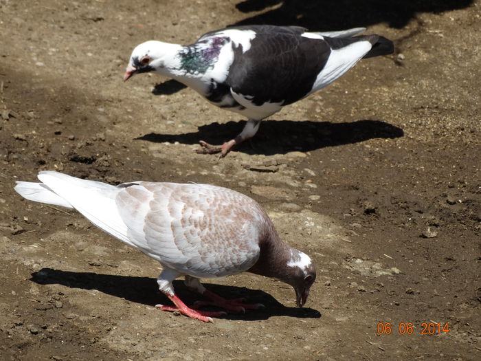 DSC04299 - Porumbei 2014