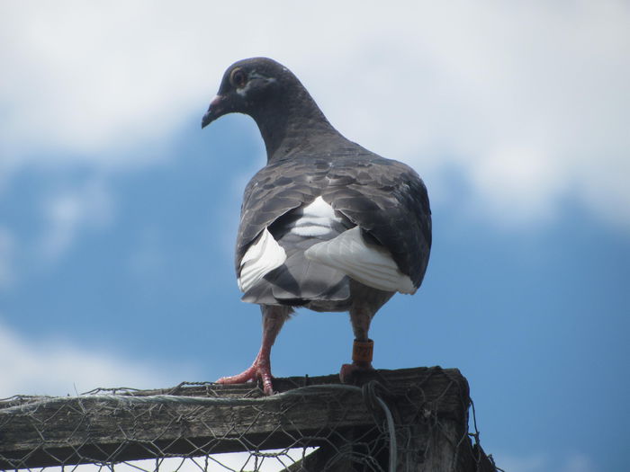 IMG_1003 - 22 iunie 2014