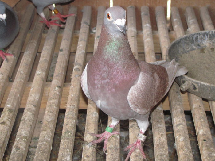 IMG_1005 - 22 iunie 2014