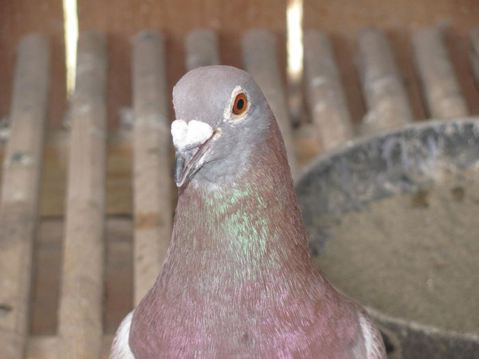 IMG_1006 - 22 iunie 2014