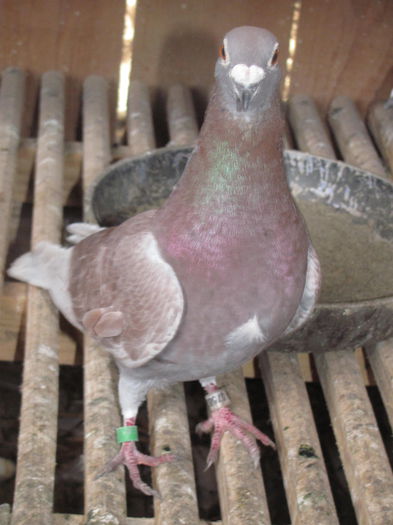 IMG_1007 - 22 iunie 2014