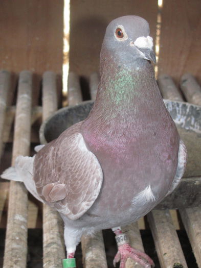 IMG_1008 - 22 iunie 2014