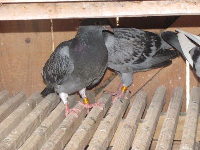 IMG_1011 - 22 iunie 2014