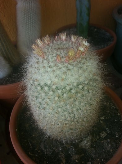 20140622_154754 - cactusi 2014