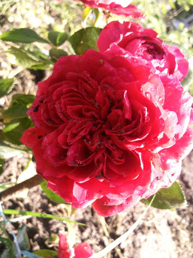 Red Leonardo da Vinci