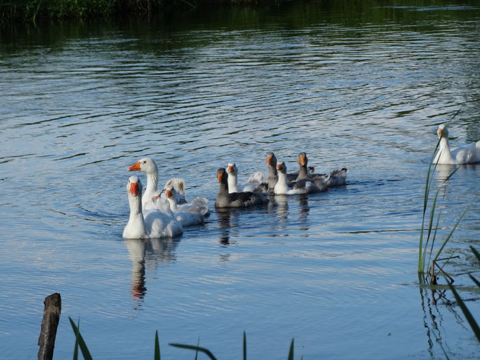 DSC01073 - Parcul natural Comana