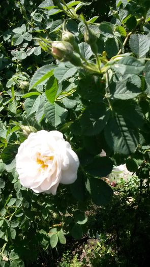 20140526_115349 - rosa alba maxima