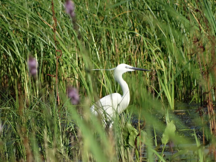 Egreta mică; Egretta garzetta

