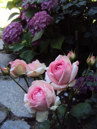 DSC08270