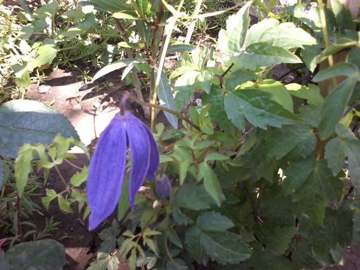 20140623_100114 - clematita 2014-2015-2016-2018-2019