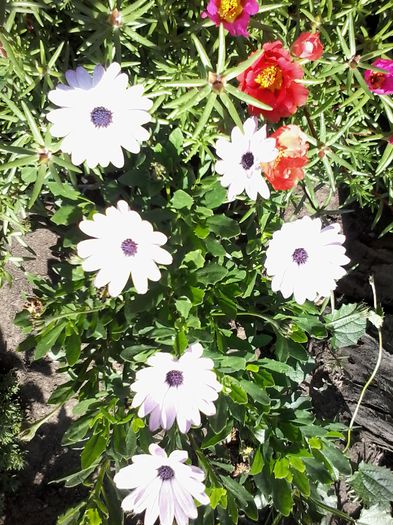 20140623_100142 - Osteospermum