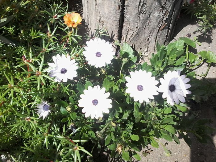20140621_153839 - Osteospermum