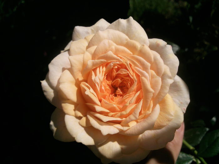 garden of roses - 2014 Trandafiri si clematis