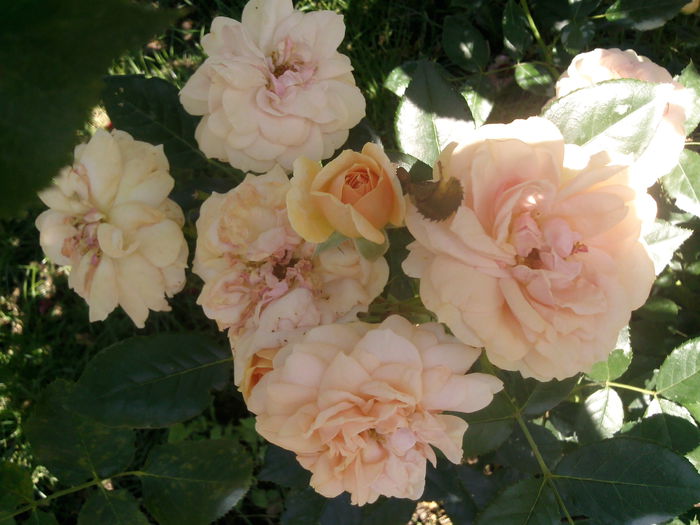 garden of roses