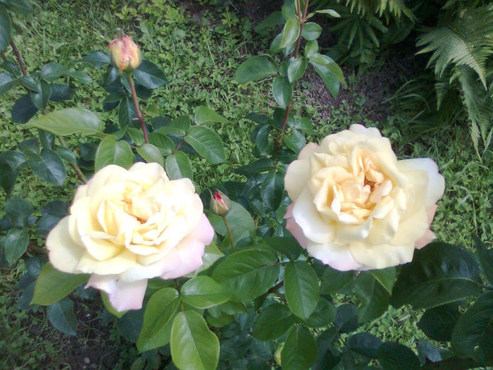 Imagine12660 - A___PRIMAVARA-VARA 2014