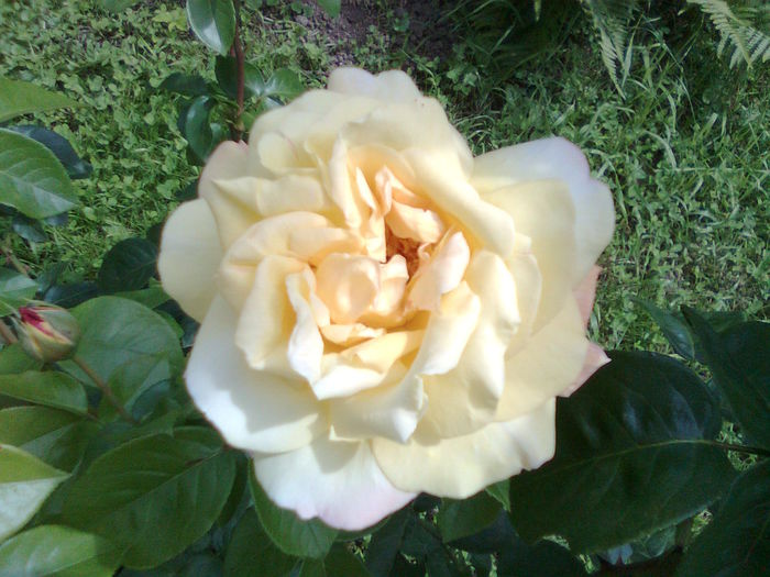 Imagine12662 - A___PRIMAVARA-VARA 2014