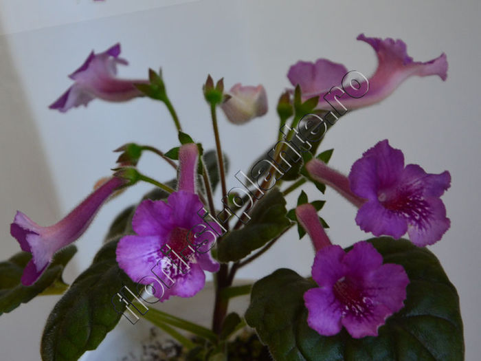 Sinningia Cherry Sprite - GLOXINIA _ SINNINGIA 2