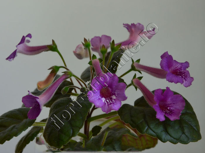 Sinningia Cherry Sprite - GLOXINIA _ SINNINGIA 2