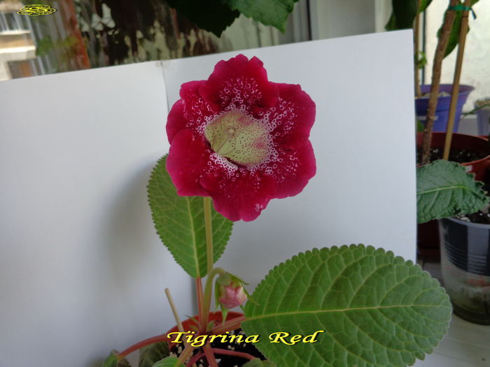 Tigrina Red 3(23-06-2014) - Gloxinii 2014