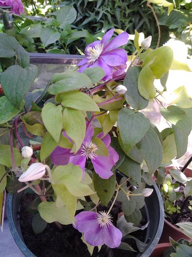 clematis ALAINA - iunie 2014