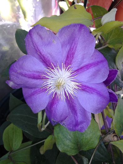 20140623_122948 - iunie 2014