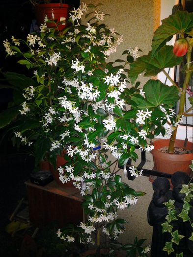 trachelospermum jasminoides
