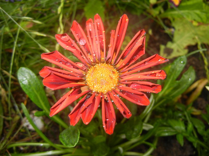 Gazania_Treasure Flower (2014, Jun.14)