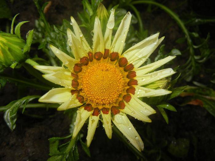 Gazania_Treasure Flower (2014, Jun.14) - GAZANIA_Treasure Flower
