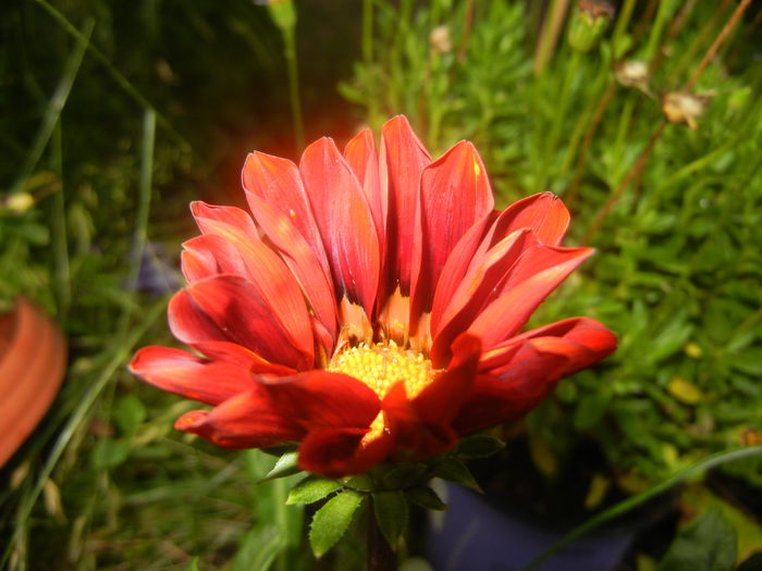 Gazania_Treasure Flower (2014, Jun.15) - GAZANIA_Treasure Flower