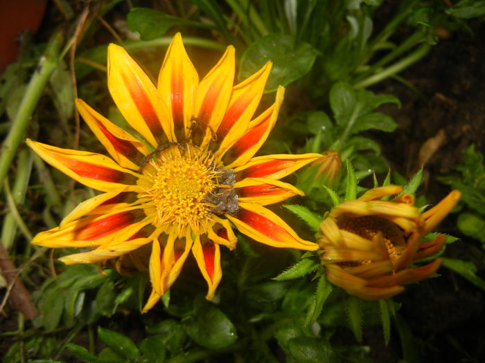 Gazania_Treasure Flower (2014, Jun.15)