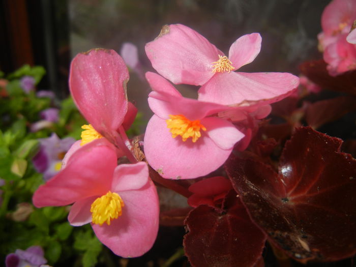 Begonia semperflorens (2014, Jun.18)