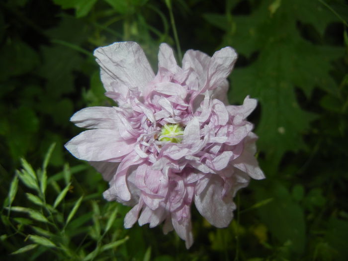 Purple Poppy (2014, June 07) - MACI Poppy Papaver