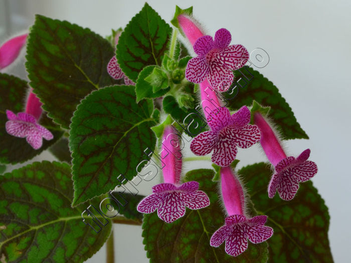 Kohleria Rongo