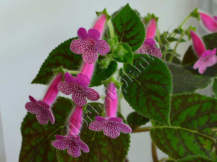 Kohleria Rongo