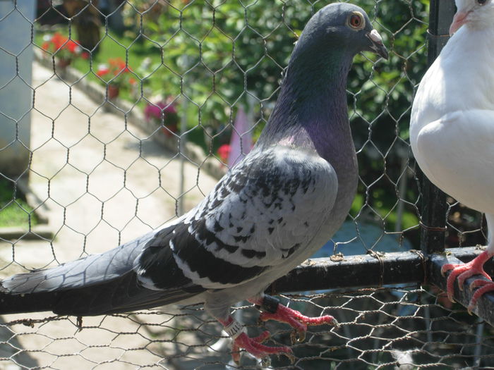 ACHIZITIE